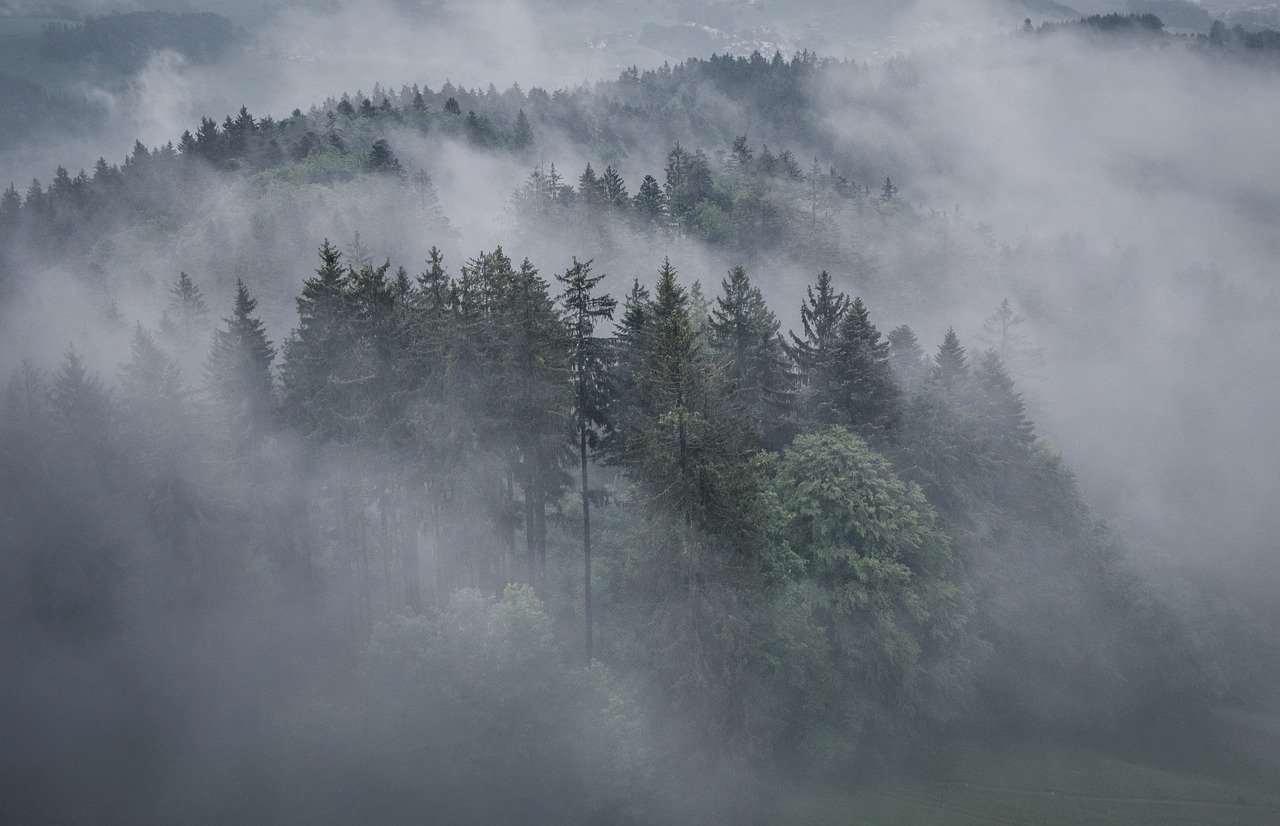 fog, trees, forest-6122490.jpg